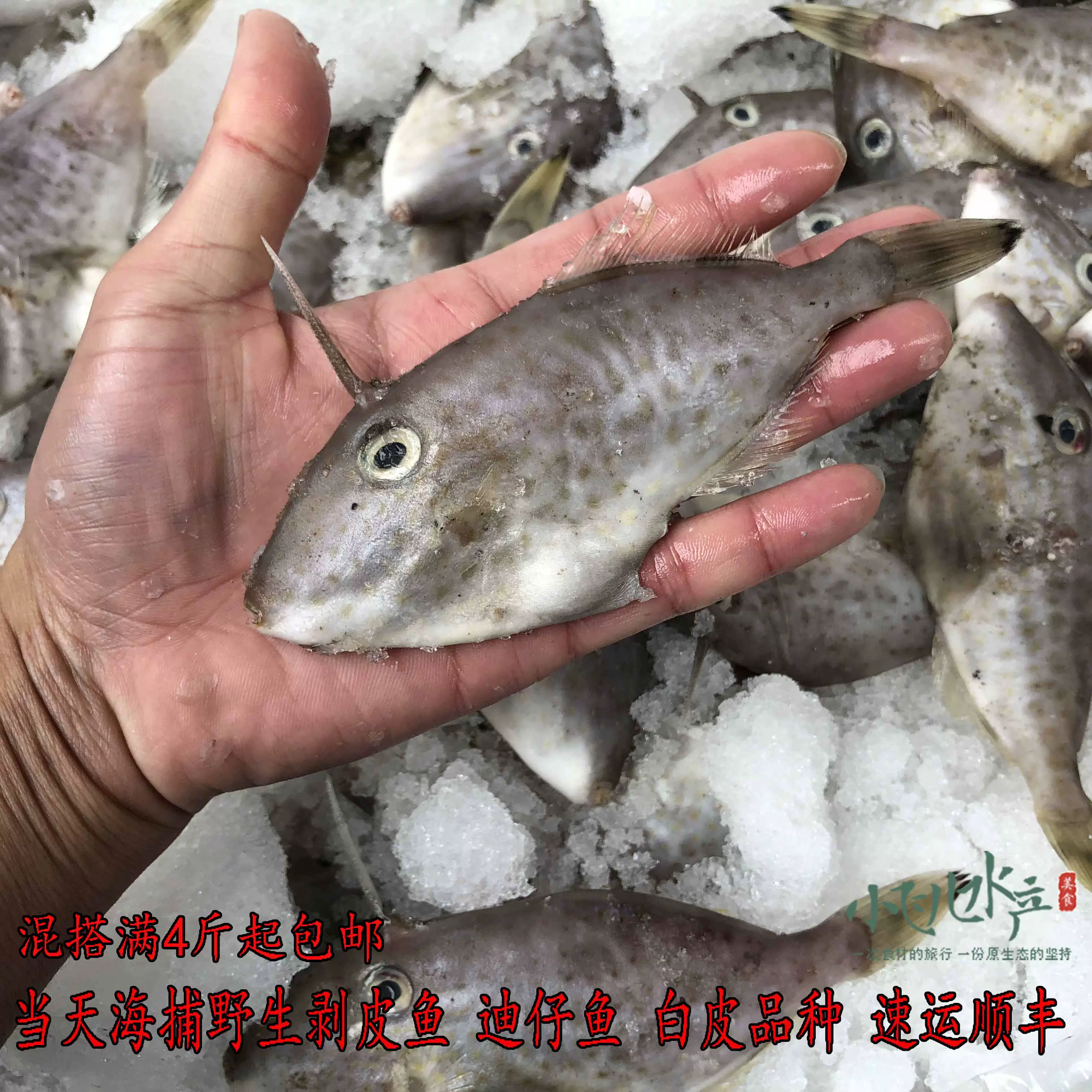 當天海捕新鮮小剝皮魚馬面魚迪仔魚耗兒魚新鮮