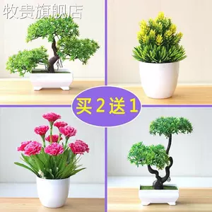 小盘景植物花 新人首单立减十元 22年7月 淘宝海外