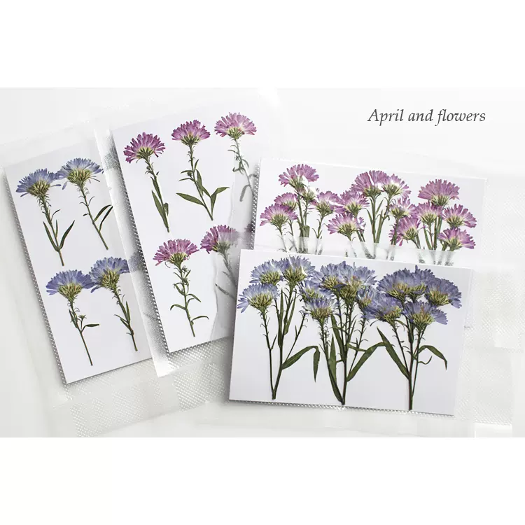 重瓣荷蘭菊側押新品原色押花壓花乾燥花裝飾真花 重瓣荷蘭菊側押新品原色押花壓花乾燥花裝飾真花