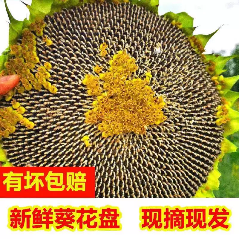 向日葵花瓜子 新人首单立减十元 21年11月 淘宝海外