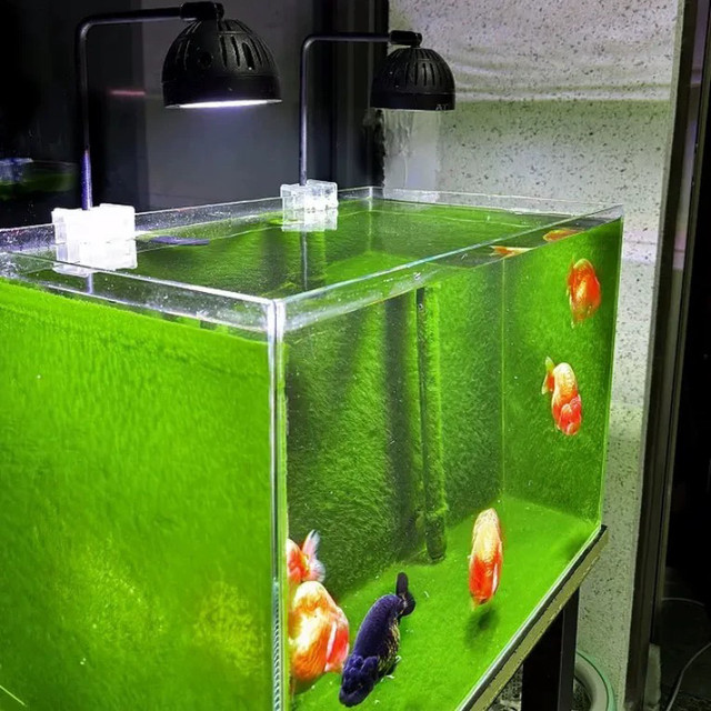 Short velvety algae seeds, Lanshou green algae, stone goldfish tank ...
