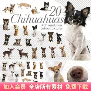 犬背景 新人首单立减十元 22年8月 淘宝海外