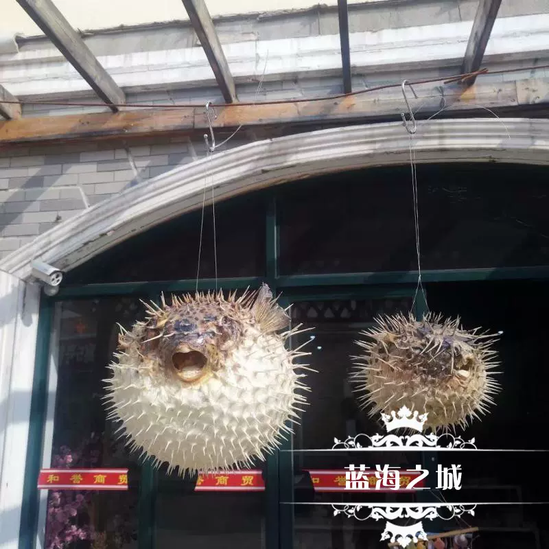 包邮地中海刺豚鱼河豚鱼标本挂件海洋鱼皮收藏标本家居