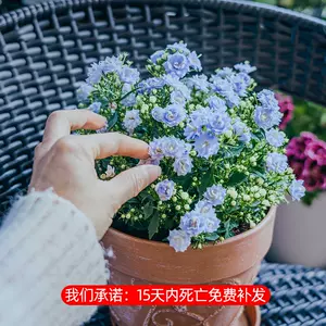 紫色花盆栽 新人首单立减十元 22年10月 淘宝海外 紫色花盆栽 新人首单立减十元 22年10月 淘宝海外