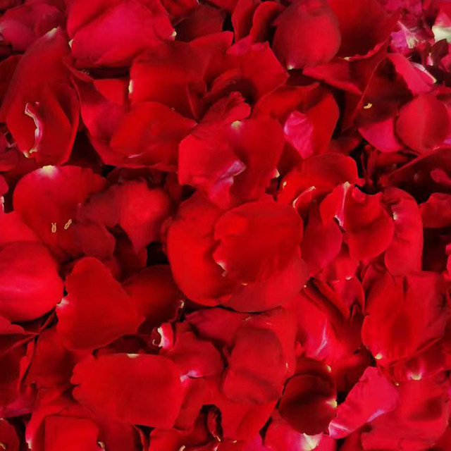 Edible fresh roses Yunnan ink red rose buds and petals can be used as ...