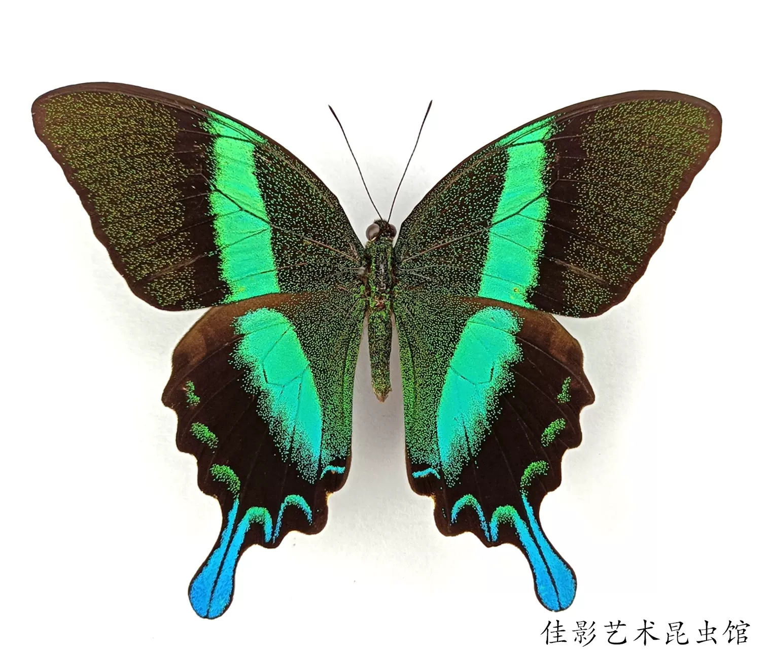 佳影 爱神凤蝶标本 A1 A 蓝尾翠凤蝶papilio Blumei蝴蝶标本