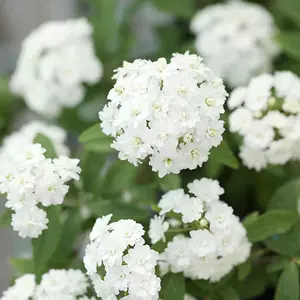 花手鞠 新人首单立减十元 22年3月 淘宝海外