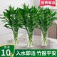Red Purple Bamboo Lucky Bamboo Rich Bamboo Hydroponic Plant Living Room Lucky Bamboo Indoor Good for Growing Flowers