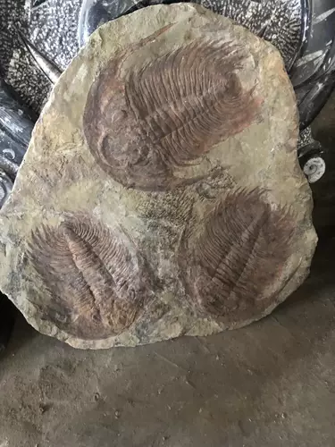 摩洛哥三叶虫化石 新人首单立减十元 22年2月 淘宝海外