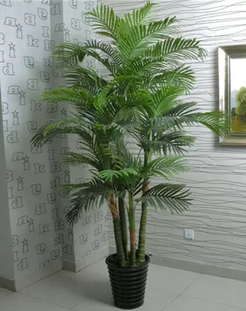 珍盆栽 新人首单立减十元 22年2月 淘宝海外