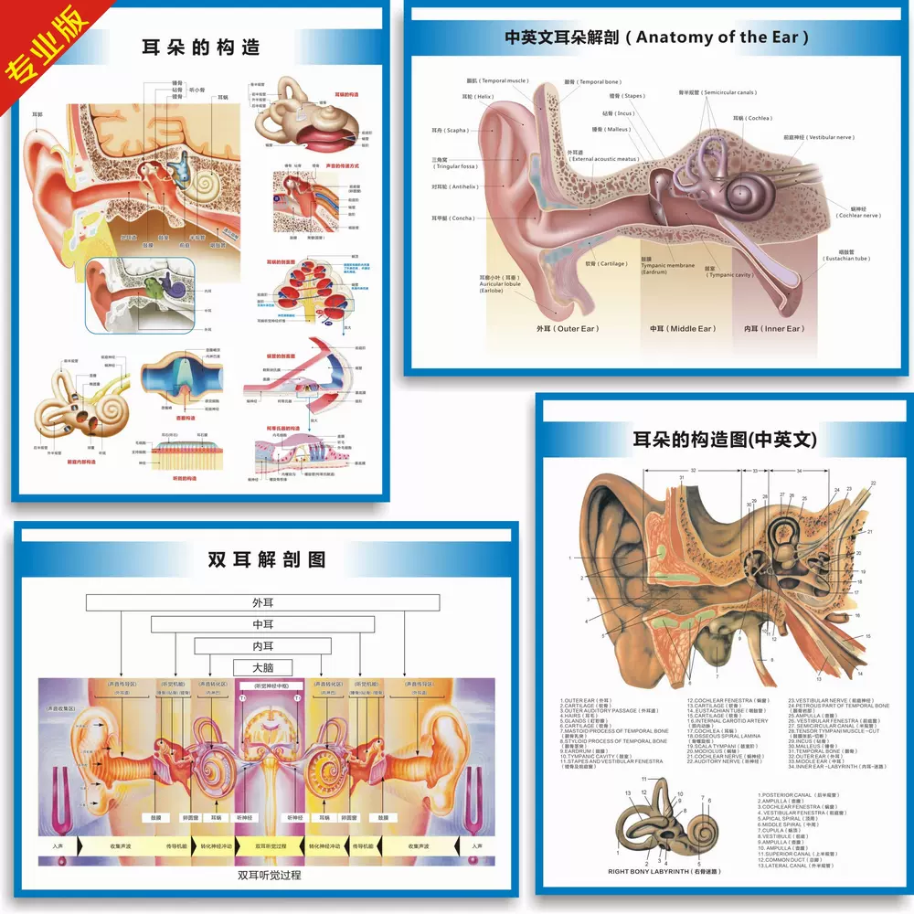 双耳解剖图耳朵的构造图耳部结构图听力损失分级中
