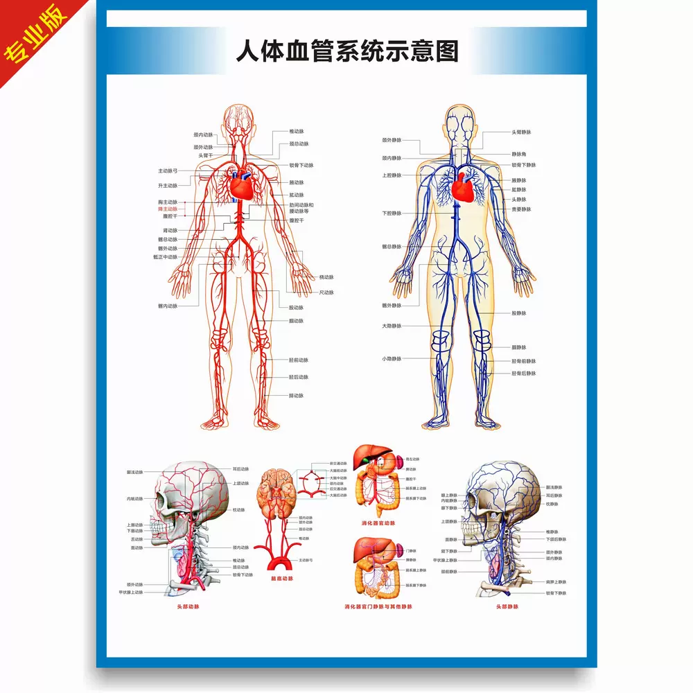 动脉静脉血管图血管系统图人体血液循环系统图头部四肢血管