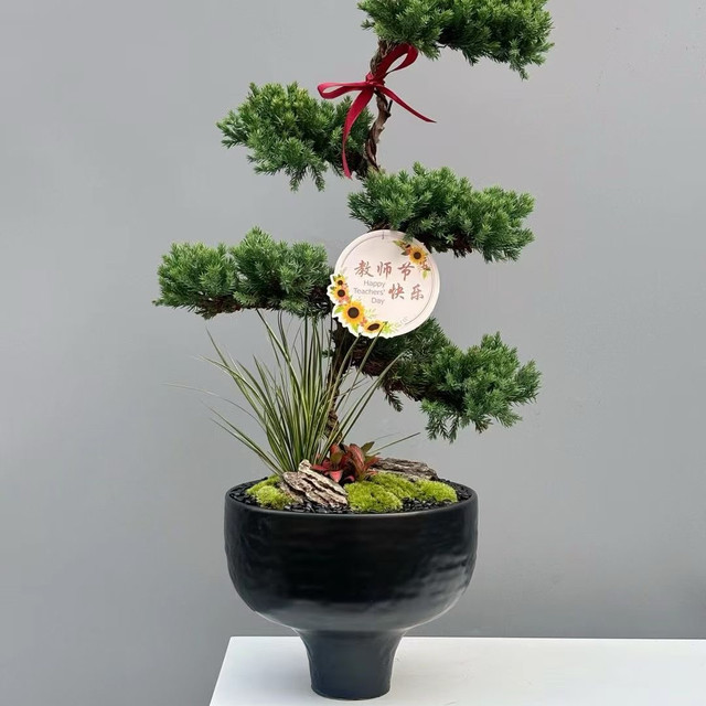 Simple flowerpot Cymbidium orchid Phalaenopsis Large diameter high-end flower pot plant potted tall bonsai Internet celebrity flower pot