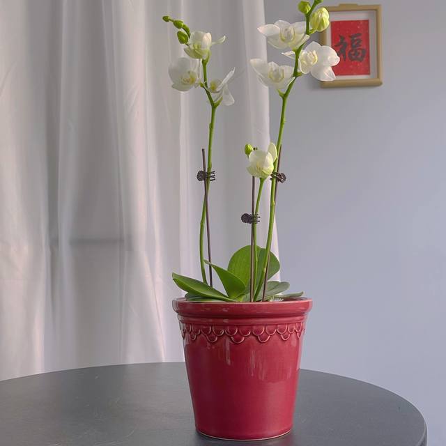 Festive red export Nordic ceramic flower pot simple ice crack glaze Phalaenopsis special Clivia flower pot