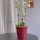 Festive red export Nordic ceramic flower pot simple ice crack glaze Phalaenopsis special Clivia flower pot