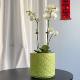 Export Nordic handmade flower pots, unique simple relief glazed ceramics, designer Phalaenopsis green flower pots