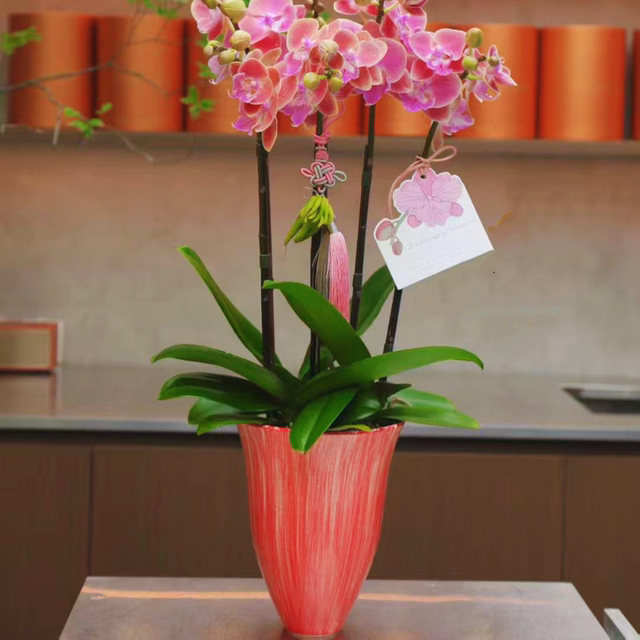 Simple flowerpot Cymbidium orchid Phalaenopsis Large diameter high-end flower pot plant potted tall bonsai Internet celebrity flower pot