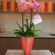 Simple flowerpot Cymbidium orchid Phalaenopsis Large diameter high-end flower pot plant potted tall bonsai Internet celebrity flower pot