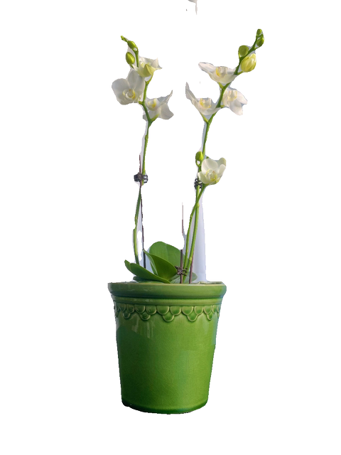 Nordic simple flower pot emperor Roman green ice crack glaze creative personality kiln transformed phalaenopsis orchid green plant set pot