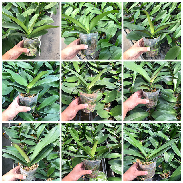 The big seedling butterfly orchid seedling base is self-produced to ensure that the designs and colors are complete and new varieties are continuously updated.