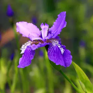 鸢尾花种植 新人首单立减十元 22年4月 淘宝海外