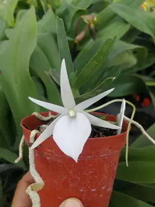 風蘭 Top 600件風蘭 23年2月更新 Taobao