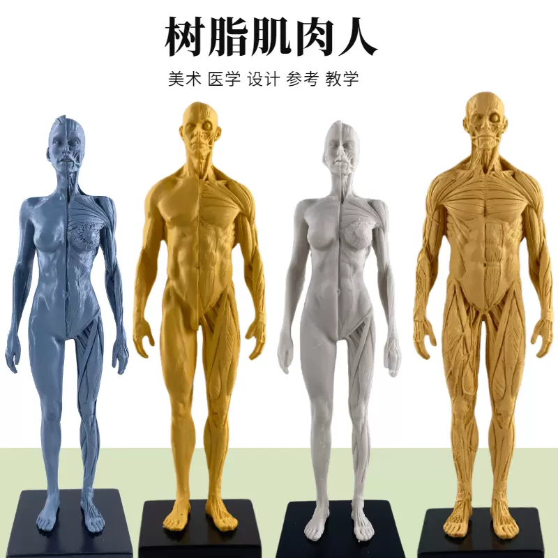 30cm艺用人体模型肌肉骨骼解剖人体结构美术模型CG绘画雕塑教学-Taobao