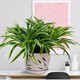 Green Simulation Green Plants Set Simulation Flower Plants Plant Home Living Room Decoration Potted Popular Furnishings Office Swing