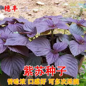 紅紫蘇水 新人首單立減十元 22年10月 淘寶海外