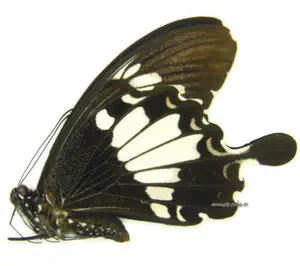 蝶標本 p.apollo form wiscottii-