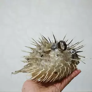 河豚鱼标本 新人首单立减十元 22年3月 淘宝海外