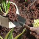 Japanese species flower tool garden art small shovel digging vegetables, home pine earth, three -tooth rake potted polychide shovel shovel
