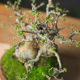 Orphan small leaf elm dwarf sketch miniature leaf viewing old pile bonsai indoor home desktop four seasons ornaments