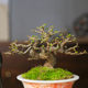 Orphan small-leaf elm, old piles, miscellaneous wood skeletons, plump high-end bonsai decoration, easy-to-grow plants, green plants for the home, easy to care for