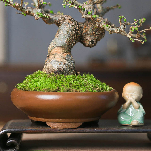 Orphan small leaf elm dwarf sketch miniature leaf viewing old pile bonsai indoor home desktop four seasons ornaments