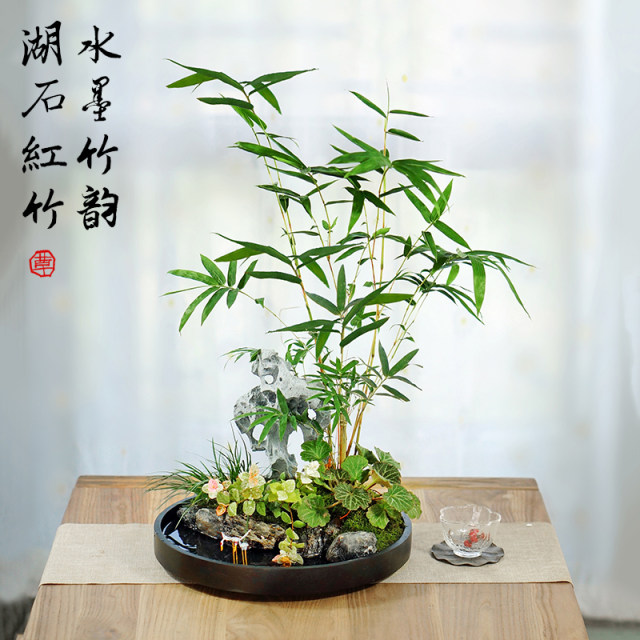 Landscape bamboo bonsai water raising red bamboo Guanyin bamboo desktop green plants office in the tea table living room owner tables and pot plants
