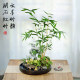 Landscape bamboo bonsai water raising red bamboo Guanyin bamboo desktop green plants office in the tea table living room owner tables and pot plants

