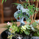 Landscape bamboo bonsai water raising red bamboo Guanyin bamboo desktop green plants office in the tea table living room owner tables and pot plants

