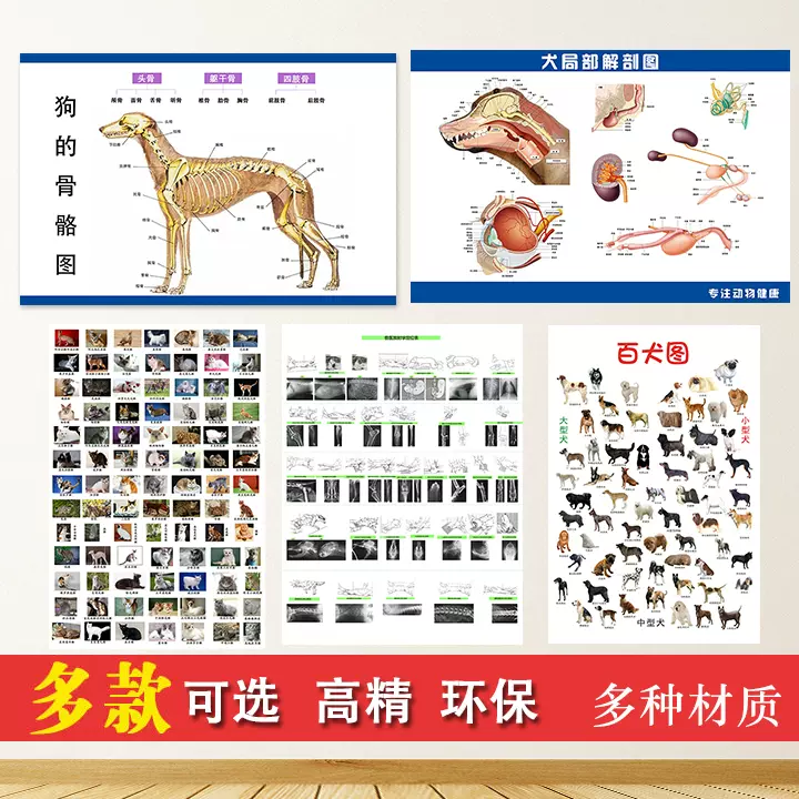 犬骨骼图解剖图宠物狗解剖挂画结构狗骨头装饰自粘