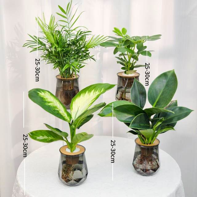Hydroponic green plant four-piece set for home air purification Marian gold diamond rich coconut duck foot wood purifies air