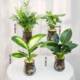 Hydroponic green plant four-piece set for home air purification Marian gold diamond rich coconut duck foot wood purifies air