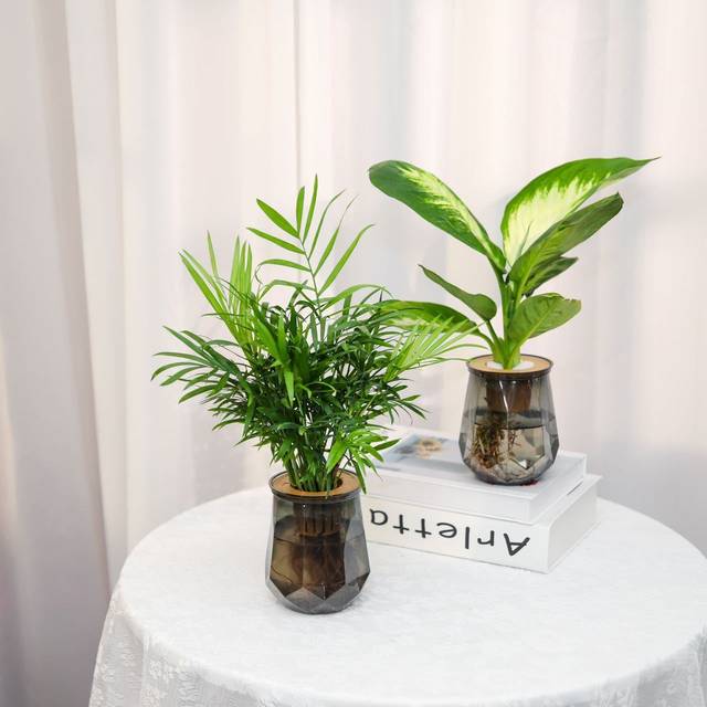 Hydroponic green plant four-piece set for home air purification Marian gold diamond rich coconut duck foot wood purifies air