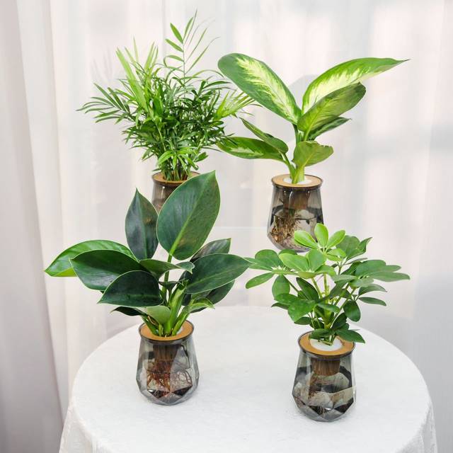 Hydroponic green plant four-piece set for home air purification Marian gold diamond rich coconut duck foot wood purifies air