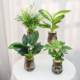 Hydroponic green plant four-piece set for home air purification Marian gold diamond rich coconut duck foot wood purifies air