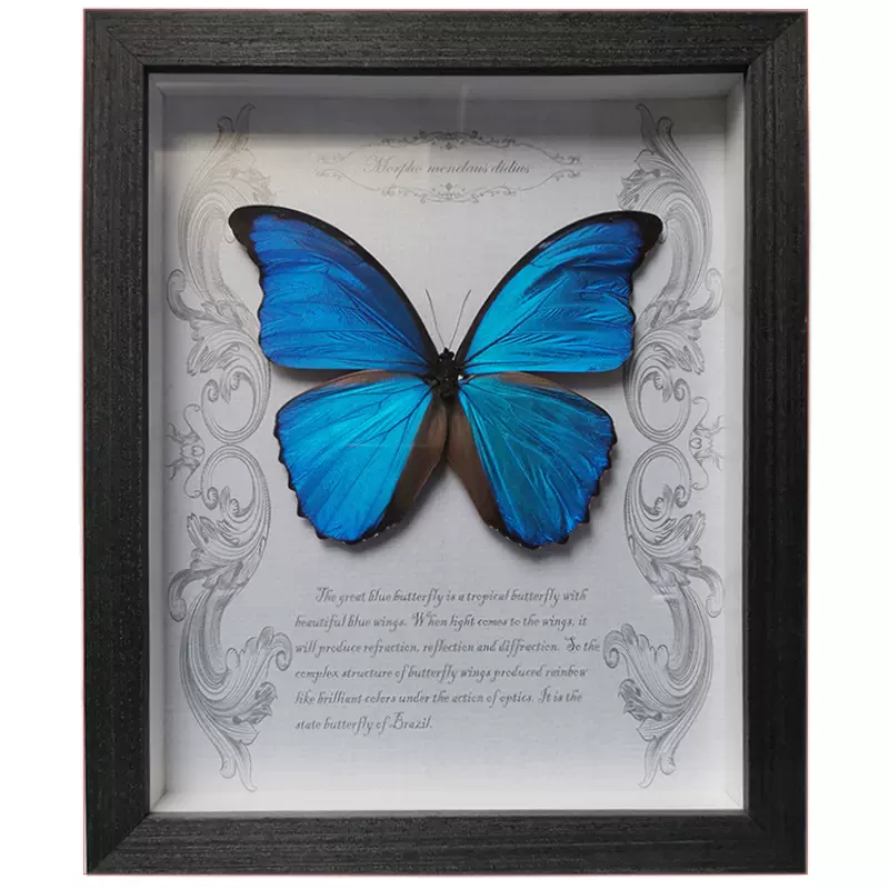 クリスマスツリー特価 蝶 標本 置物 インテリア小物 11 700 Eur Artec Fr クリスマスツリー特価 蝶 標本 置物 インテリア小物 11 700 Eur Artec Fr