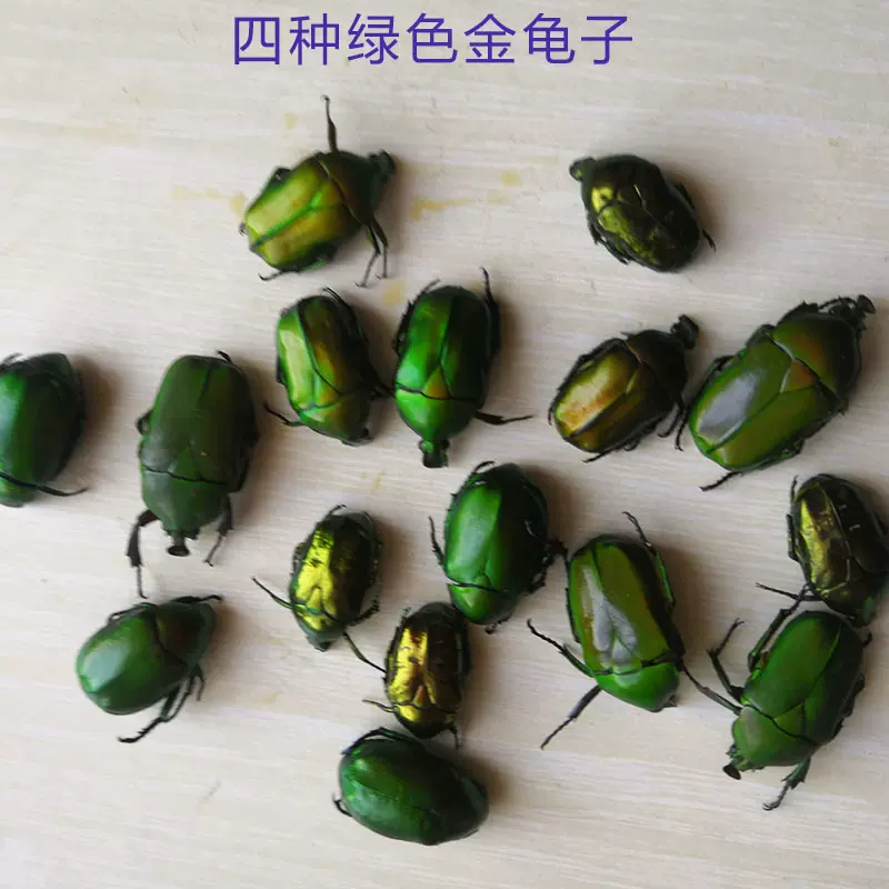 昆虫标本金龟子标本原虫湿虫绿色金龟子标本昆虫标本制作材料