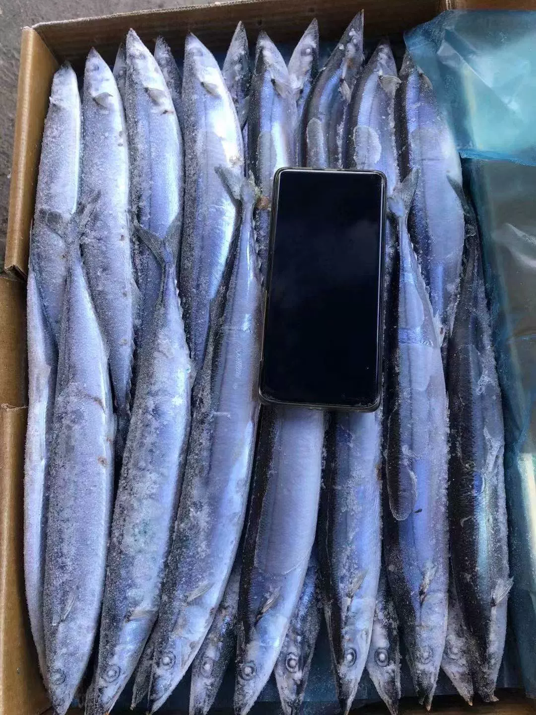 碳烤秋刀魚 新人首單立減十元 22年1月 淘寶海外