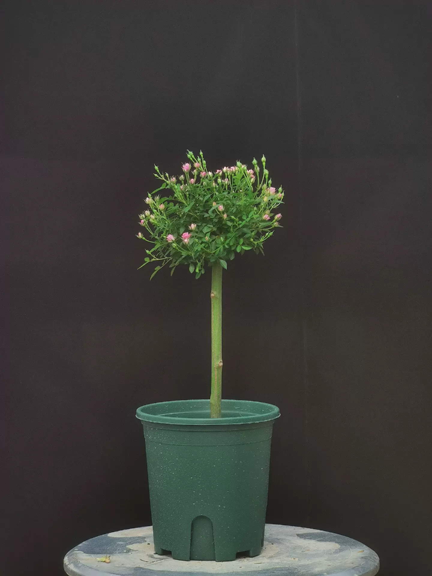 小金平糖 新人首单立减十元 21年11月 淘宝海外