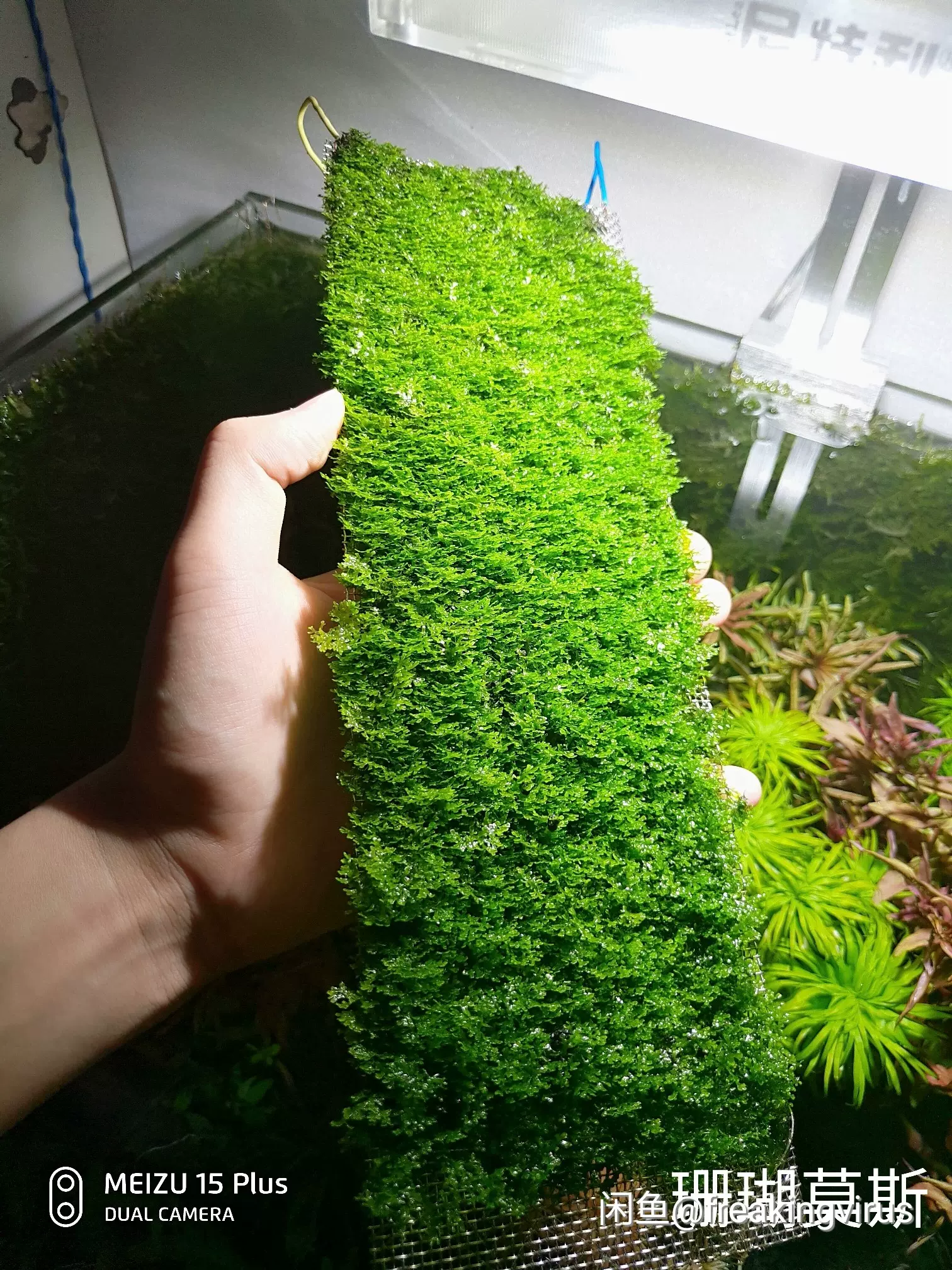 莫斯水草散裝莫斯水草小葉美鳳爪哇鹿角苔大三角小三角鬆茸慕斯歡 Taobao
