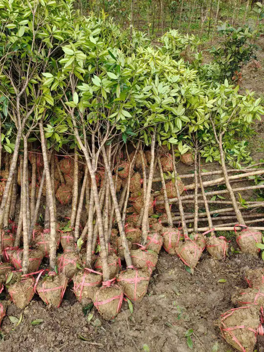 桂花树苗金桂丹桂四季桂八月桂状元红庭院地栽盆栽工程绿化